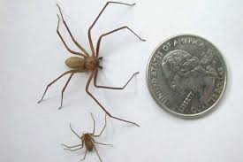 Even if you aren't killed by the spider, their bites can be extremely painful and scarring. What You Need To Know About Brown Recluse Spiders