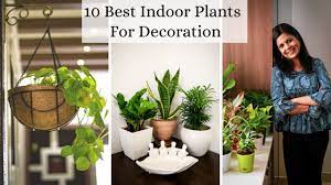 Check spelling or type a new query. 10 Best Indoor Plants For Decoration Low Maintenance Air Purifying Houseplants Youtube