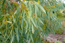 Image result for Eucalyptus