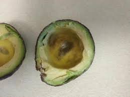 Is This Avocado Safe To Eat General Discussion Avocados Chowhound