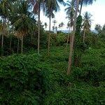 Image result for Lepistemon