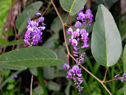 Image result for Hardenbergia
