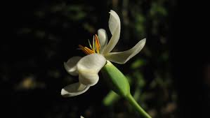 Image result for Eleutherine bulbosa