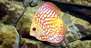Symphsodon Aequifasciatus Discus Fishes Discus Akvaryum Fon Akvaryum Dekor