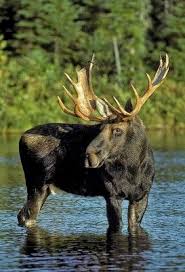 Pin By Rita Legg On Moose Elk And Other Deer Animals Majestic Animals Animals Beautiful
