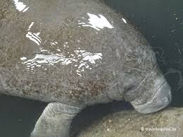 Bookmark webtoonscan to follow it on your manhwa, webtoon completely free. Seekuhe In Florida Beobachten Top Manatee Spots Travelinspired