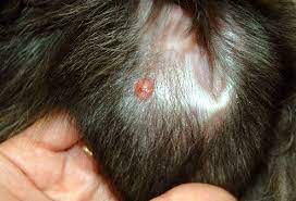 Such spots are usually flat or flush with the skin and tend to appear in the groin area first (around the genitals) before showing up in elsewhere on the. Cancer Dog Blog Scenthound Plus Grooming