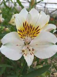 Olga White With Yellow Blush Alstromeria Flowerauction Wandinvalleyflowers Alstroemeria Valley Flowers Beautiful Flowers