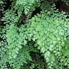 Image result for Adiantum