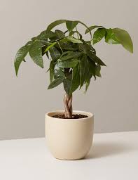 Chances are, if you're purchasing one from a garden center, your money tree will already be braided. Money Tree Guiana Chestnut Care Growing Guide