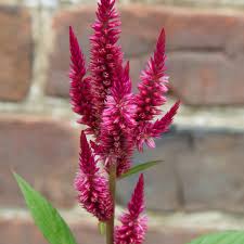Image result for Celosia