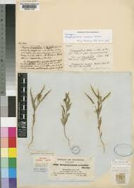 Image result for Streptopetalum