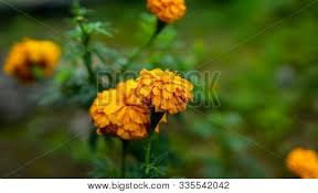 In most of sities, towns, and some villages west malay. Close View West Indian Image Photo Free Trial Bigstock