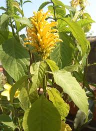 Image result for Justicia heterocarpa