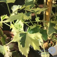 This remedy has a soothing and soothing effect, helps to relieve. Abutilon Savitzii Flowering Maple Savitzii In Gardentags Plant Encyclopedia