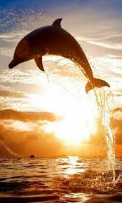 Yakamoz Ve Sicrayis Ocean Animals Water Animals Ocean Life