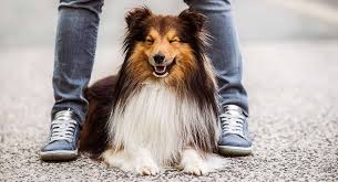 Currently, due to kennel club standards being adhered to, many long haired rottweiler puppies will be euthanized. Long Haired Dogs Gorgeous Hairy Breeds And How To Care For Them