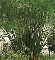 Image result for Cyperus clavinux