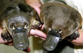 Hewan ini merupakan salah satu contoh hewan yang mengalami evolusi dari kelas aves atau bangsa burung ke kelas mammalia. Ilmuwan Australia Platipus Bisa Punah Gara Gara Ini