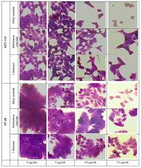 Image result for Lantana ukambensis