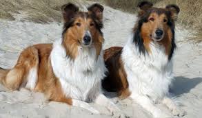 Amerikanischer Collie Mit Bildern Collie Hund Collie Hunde