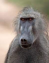 The Incredible Eyesight Of Baboons Londolozi Blog Baboon The Incredibles Primates