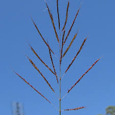 Image result for Bothriochloa