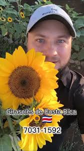 Girasoles de Costa Rica har lagt...