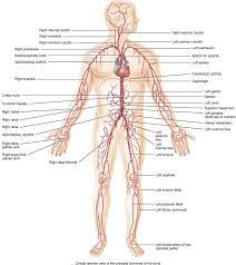 Anatomical parts of the digestive system. Major Veins And Arteries In Body Human Anatomy Chart Abdominal Aorta Arteries And Veins