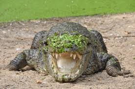 The alligator bagtank is a good solution for your company when you need to store large quantities of sludge or liquids. ØªØ¹Ù„ÙŠÙ‚Ø§Øª Ø­ÙˆÙ„ The Madras Crocodile Bank Trust And Centre For Herpetology Mahabalipuram Ø§Ù„Ù‡Ù†Ø¯