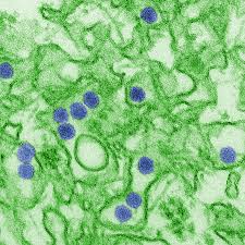 Zika Virus Wikipedia