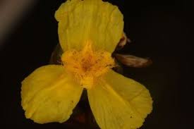 Image result for Xyris anceps