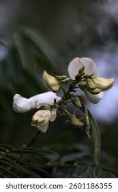 Image result for Tephrosia whyteana