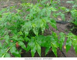 Image result for Arthraxon hispidus