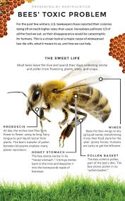 How do honey bees help humans? Infographic Bees Toxic Problem Earthjustice Bee Bee Keeping Save The Bees