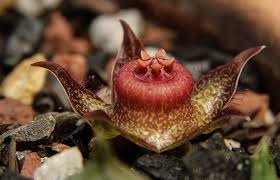 Image result for Duvalia polita