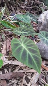 Image result for Remusatia