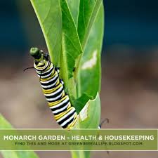 Housekeeping For Monarch Caterpillar Health Green In Real Life Monarch Caterpillar Monarch Caterpillar Eating