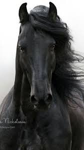 Beautiful Black And White Mustang Horse A Comprehensive Overview On Home Decoration In 2020 Frisen Pferde Pferde Schonste Pferde