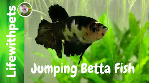 Download files and build them with your 3d printer, laser cutter, or cnc. Jumping Betta Fish Live Stream Youtube