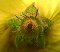 Image result for Hibiscus schinzii
