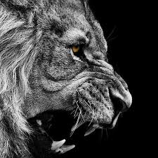 Black And White Lion Tattoo Photo Black And White Dark Animals Grayscale Yellow Eyes Lions Selective Coloring Roar 1920x1200 Wallpa Art Hd Wal Black And White Lion Lions Photos White Lion