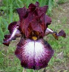 Pin On Orchid Flower