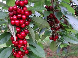 Черешня колоновидная Квин Мери (Queen Mary)