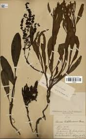 Image result for Rumex lanceolatus