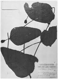 Image result for Psophocarpus lancifolius