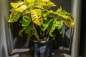 Image result for Croton kilwae