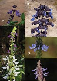 Image result for Equilabium petiolare