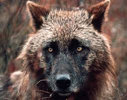 Black And Brown Wolf Pin By Gabriel Puebla On Animals Wolf Dog Wolf Wolf Photos