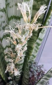 Image result for Sansevieria hyacinthoides